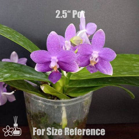[Potted]Phal. Lioulin Blue Star 藍海之星 [Aug in Stock]