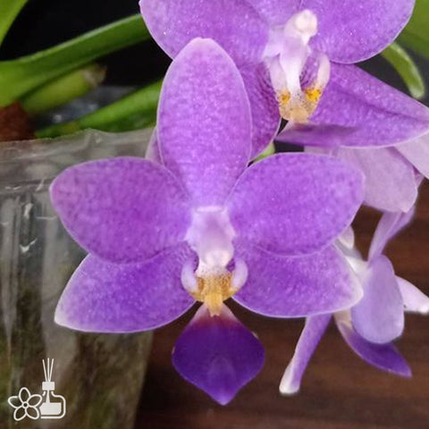 [Potted]Phal. Lioulin Blue Star 藍海之星 [Aug in Stock]