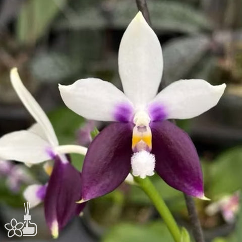 [Potted]Phal. Lioulin Blue Jenny ‘Dolphin’ 柳林藍海豚 [Aug in Stock]