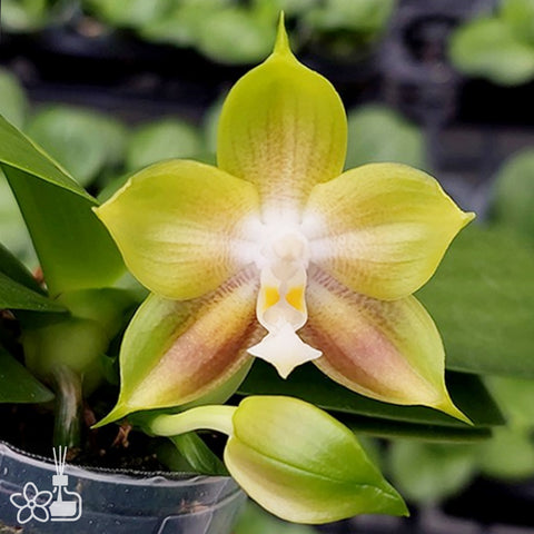 [Potted]Phal. Mituo Reflex Dragon 'Allura' 反色龍‘歐諾拉’ [Aug in Stock]