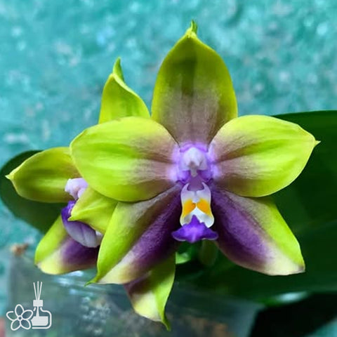 [Potted]Phal. Mituo Princess 'Sapphire'  彌陀藍寶石MO511 [Aug in Stock]