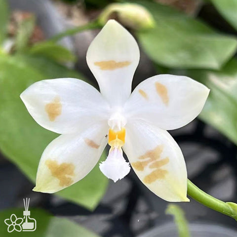 [Potted]Phal micholitzii x speciosa ‘coffee’ 米庫x咖啡盾 [Aug in Stock]
