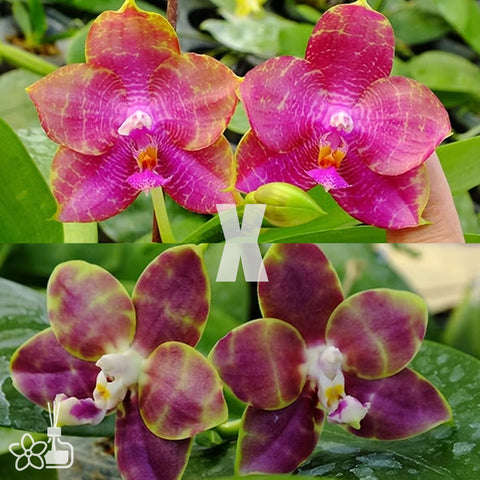 [Potted]Phal. Freya's Emerald Dragon x Lollipop'Dark Purple'  翡翠龍x棒棒糖 [Aug in Stock]