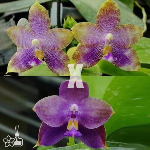 [Potted]P.Freya s Blue Origin Emerald Blue x LL Blue Family 翡翠藍x柳林藍家 [Aug in Stock]