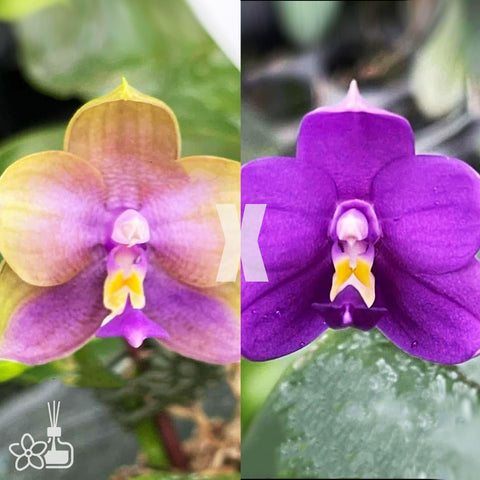 [Bare-root]Phal. Yaphon Blue Jewel 'blue' x Phal. Chienlung Gold Eagle 'green'[Aug Preorder]
