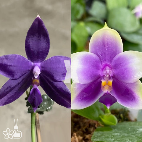 [Bare-root] Phal. KS Blue Star x Phal. Samera f. coerulea [Aug Preorder]