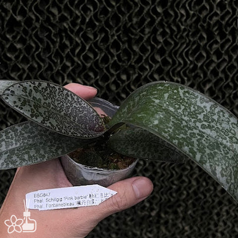 [Bare-root] Phal. Schillgig 'Pink barbie'  x Fontainebleau[Aug Preorder]
