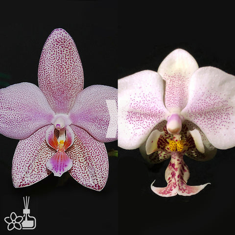 [Bare-root] Phal. Schillgig 'Pink barbie'  x Fontainebleau[Aug Preorder]