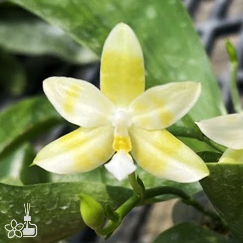 [Bare-root]Phal. violacea 'alba' x Phal. Alberla [Aug Preorder]