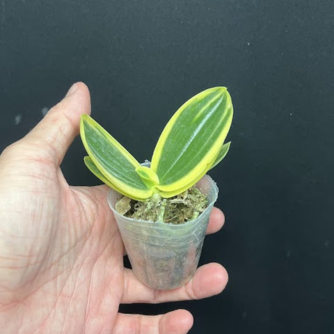 [Bare-root]Phal. aphrodite ’formosana‘ variegated 阿婆葉藝[Aug Preorder]