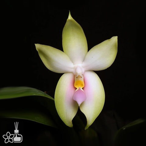 [Bare-root]Phalaenopsis bellina f. chloracea x sib 粉貝 [Aug Preorder]