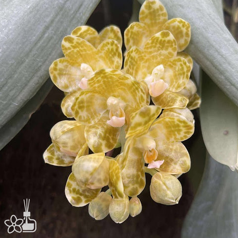 [Bare-root]Phalaenopsis gigantea f. decolorata 'Tawei' x self[Aug Preorder]