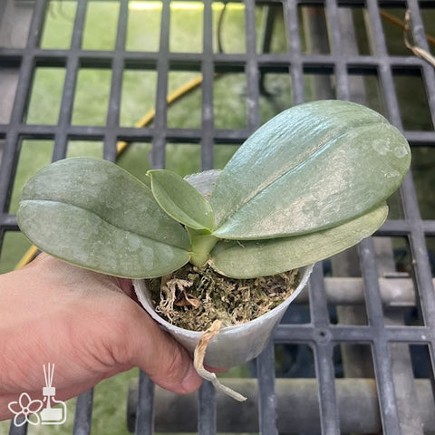 [Bare-root]Phalaenopsis gigantea f. decolorata 'Tawei' x self[Aug Preorder]
