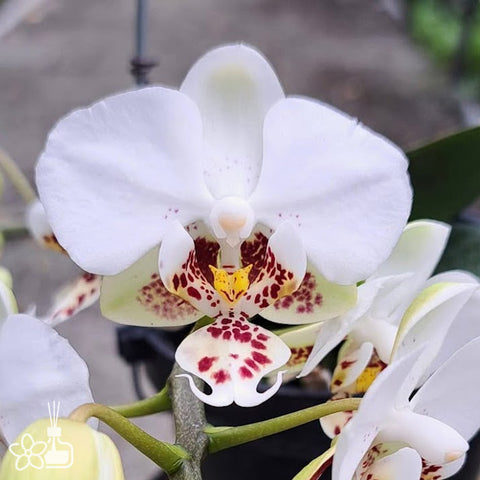[Bare-root]Phal. stuartiana ’Round‘ 圓史[Aug Preorder]