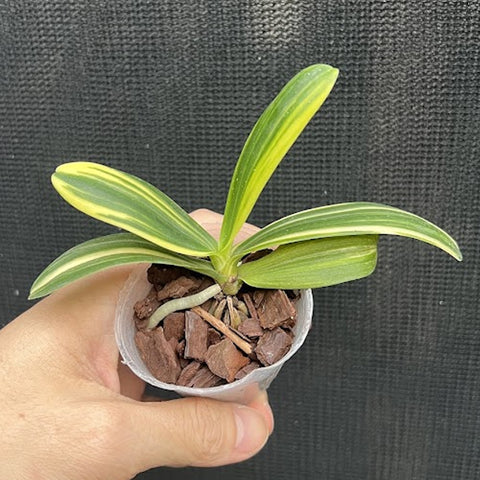 [Bare-root]Phal (Sedirea) japonica variegated 'Nagoran Shima' 名護蘭縞  [Aug Preorder]