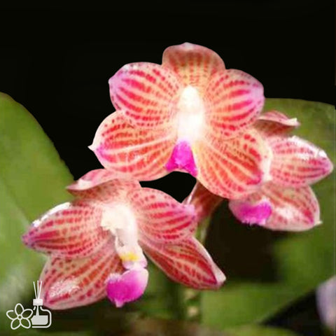 [Bare-root]Phalaenopsis javanica [Aug Preorder]