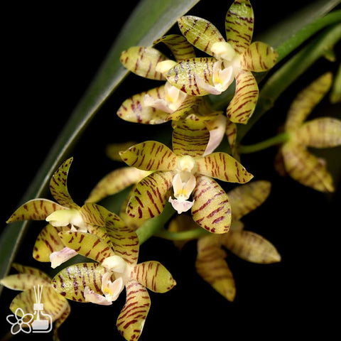[Bare-root]Phalaenopsis kapuasensis [Aug Preorder]