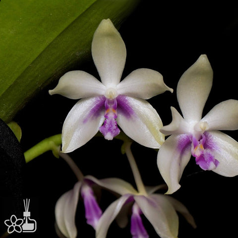 [Bare-root]Phalaenopsis fimbriata [Aug Preorder]