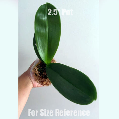 [Bare-root]Phal. KV Clown 大展宏圖 [July in Stock]