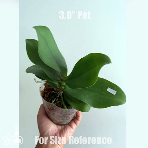 [Bare rooted]Phal. Liu's Triprince 三太子[July in Stock]