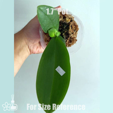 [Potted]Phal. Yaphon Pink Bee 金樹一代[Aug in Stock]