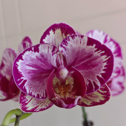 [Bare-root]Phal. KV Clown 大展宏圖 [July in Stock]