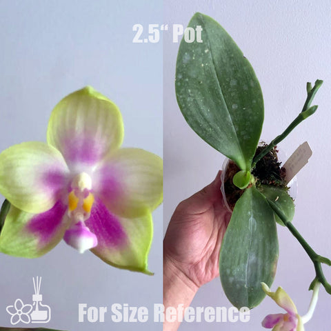 [Bare-root]Phal. Patti Lee 'Glow Up' 晴光 [July In stock]