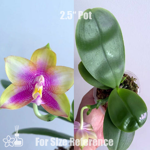 [Bare-root]Phal. Red Bear Prince 紅熊王子 [July in Stock]