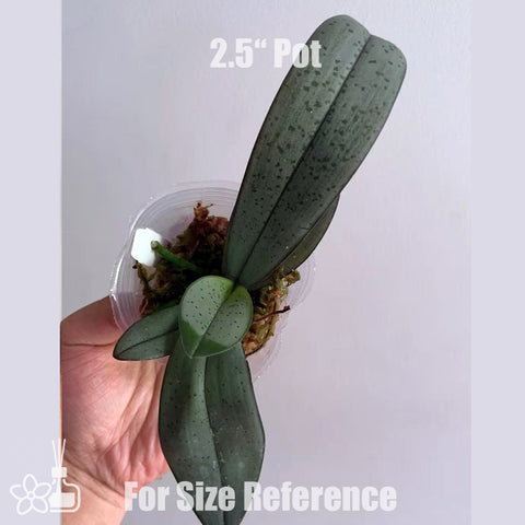 [Bare-root]Phal. Schillerikapu 西卡普 [July in Stock]