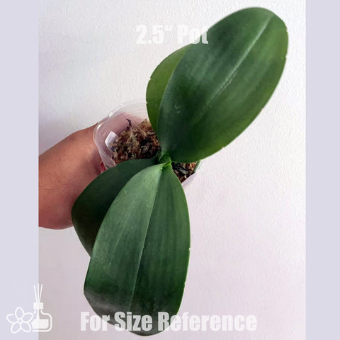 [Bare-root]Phal. Mituo Obsidian 'Three Headed Dog'彌陀三頭犬[July in Stock]