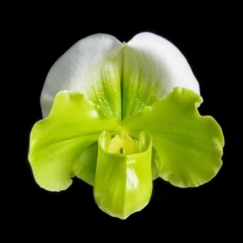 [Bare-root]Paph. YY Golden Slipper 黃金綠肉餅[Feb Preorder]