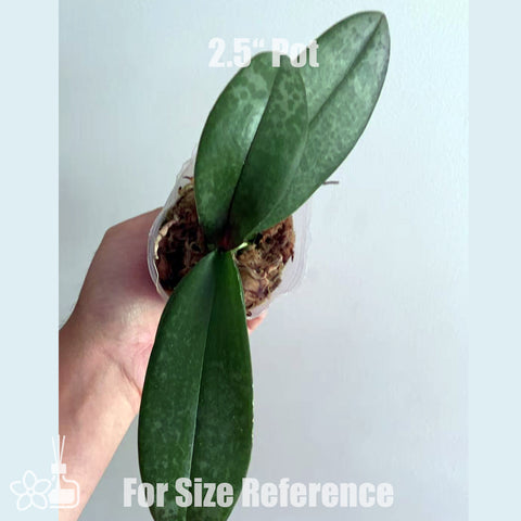 [Bare-root]Phal. Fragrance Elf 香芬精靈[July in Stock]