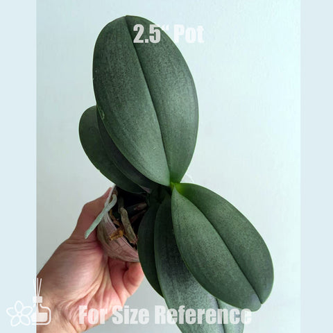 [Bare-Root] Phal. Pinlong Cheris 檳榔西施 [July in Stock]