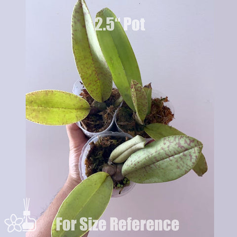 [Bare-root]Psychopsis Mariposa 蛾形文心[July in Stock]