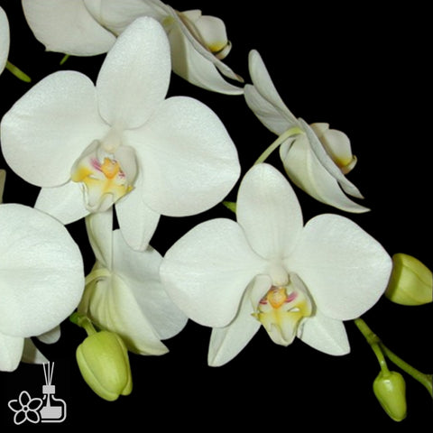 [Bare-root]Phal. aphrodite ’formosana‘ variegated 阿婆葉藝[Aug Preorder]