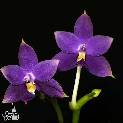 [Bare-root] Phal. violacea ’Indigo‘  螢光蝴蝶硬地狗 [Wishlist]
