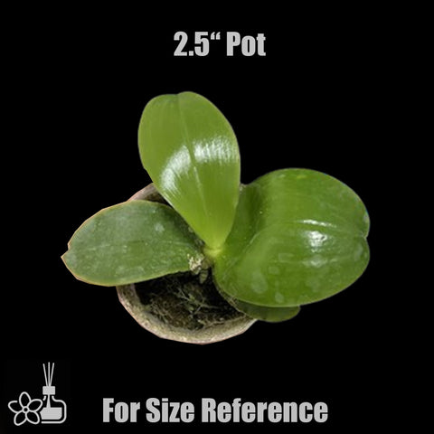 [Bare-root] Phal. violacea ’Indigo‘  螢光蝴蝶硬地狗 [Wishlist]
