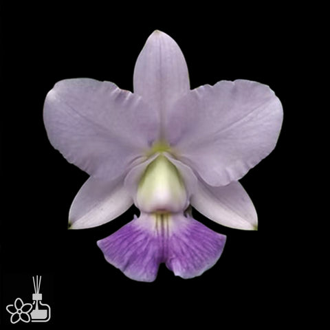[Bare-root]C.walkeriana coerulea [Aug Cattleya]
