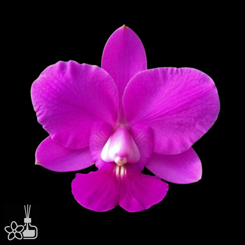 [Bare-root]C.walkeriana rubra [Aug Cattleya]
