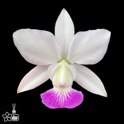 [Bare-root]C.walkeriana semi-alba [Aug Cattleya]