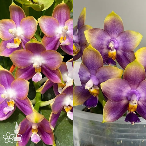 [Bare-root]Phal. Mituo Reflex Dragon ‘ Blue-2’ x Penang Jewel [Aug Preorder]
