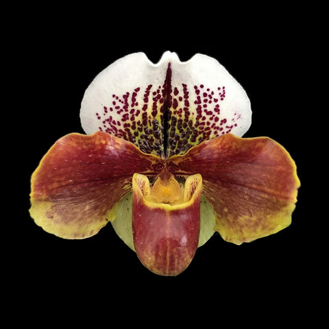 [Bare-root]Paph. Enzan Kitty 小花貓肉餅[Feb Preorder]