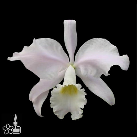 [Bare-root]C. warneri suavissima 'santa tereza' x self [Aug Cattleya]