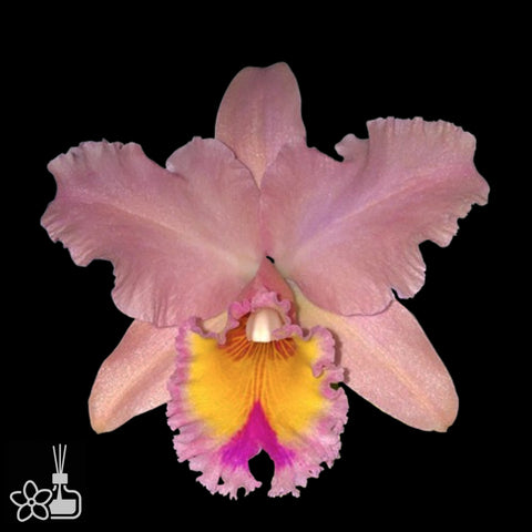 [Bare-root]Blc george king serendipity  [Aug Cattleya]