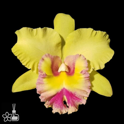 [Bare-root]Blc.Yong Kong Sun [Aug Cattleya]