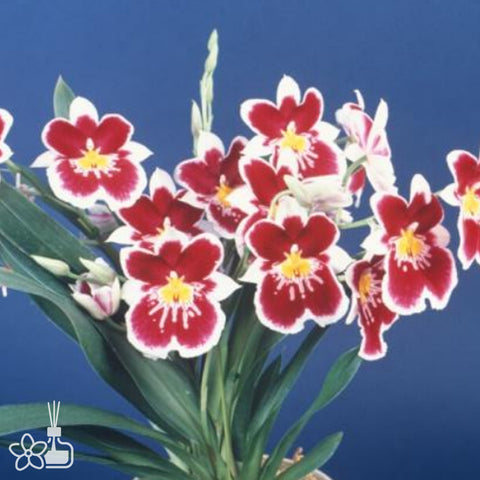 [Bare-Root]Miltoniopsis Eastern Bay 'Russian'[Sept Preorder 25]