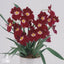 [Bare-Root]Miltoniopsis Claret Punch [Wishlist]