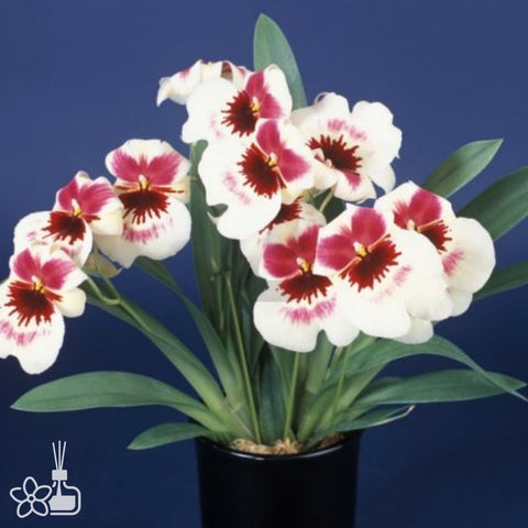 [Bare-Root]Miltoniopsis Enzan 'Lovely Patty' [Sept Preorder 25]