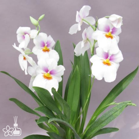 [Bare-Root]Miltoniopsis White Summer 'Angel Heart' [Sept Preorder 25]