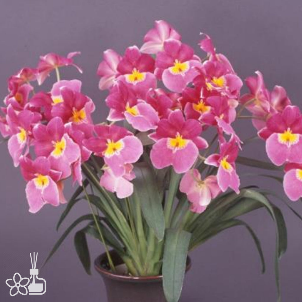 [Bare-Root]Miltoniopsis Enzan Rider 'Cindy's Red'[Sept Preorder 25 ...